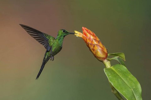 Green-crowned Brilliant (Heliodoxa jacula), Costa Rica