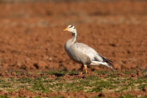 Bar-headed Goose (Anser indicus), Yunnan, China