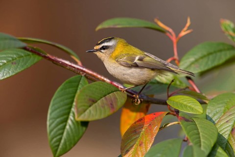 Firecrest, Regulus ignicapillus, Roitelet à triple bandeau, Roitelet triple-bandeau, Reyezuelo