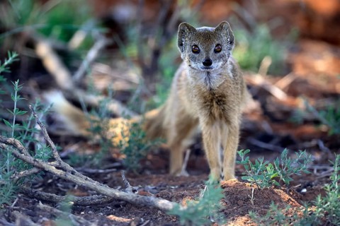 Fox mongoose (Cynictis penicillata), adult, alert, foraging, Mokala National Park, Northern Cape,