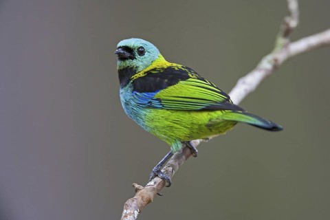 Green-headed Tanager (Tangara seledon)
