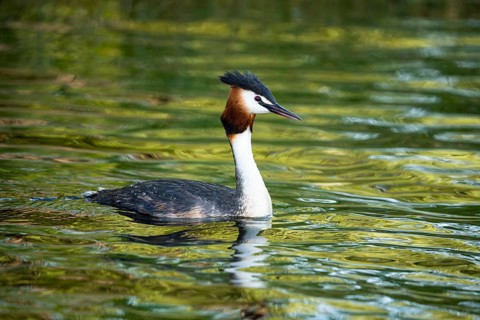 A great crested grebe (Podiceps cristatus) in Lake Alexandrina. Canterbury, South Island, New
