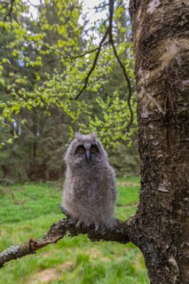 One young long-eared owl (Asio otus), sitting on a branch of a tree. Green vegetation in the