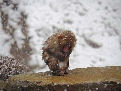 Snow monkey (Macaca fuscata)