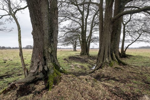 Old alders (Alnus glutinosa) in meadow landscape, Lower Saxony, Germany