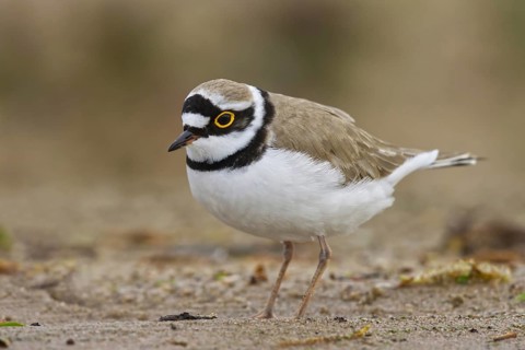 Little Ringed Plover (Charadrius dubius) female foraging, North Rhine-Westphalia, Germany