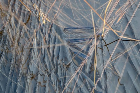 Abstract ice structures and reed stalks, Norrbotten, Lapland, Sweden, September 2024