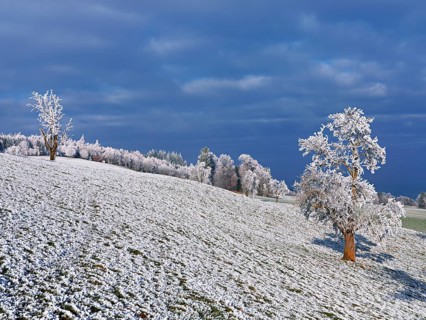 Winter landscape with trees and meadows in hoarfrost, Beinwil, Freiamt, Canton of Aargau,