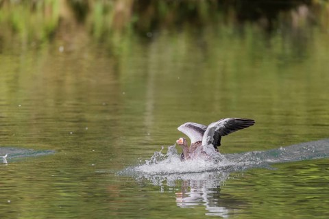 An adult greylag goose (Anser anser) lands on a lake on a sunny day. Bavaria, Germany