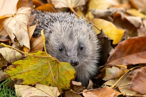 European hedgehog (Erinaceus europaeus) adult animal emerging from a pile of fallen autumn leaves