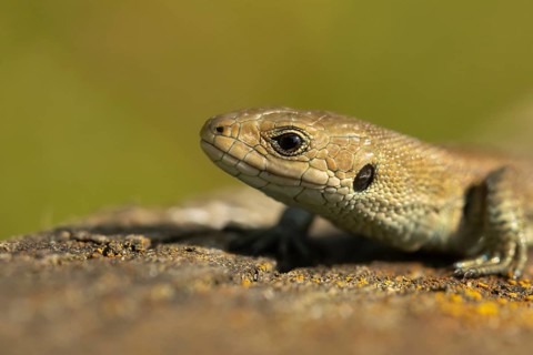 Common lizard (Zootoca vivipara) adult reptile animal resting on a wooden sleeper, England, United
