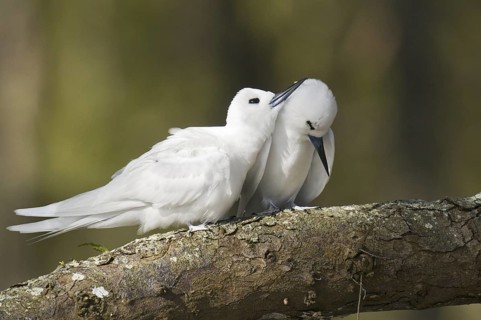 White Tern (Gygis alba), Hawaii, USA