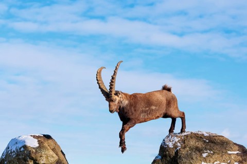 A male ibex (Capra ibex) jumps from rock to rock. Morning light against a blue sky with clouds.