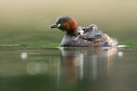 Little Grebe (Tachybaptus ruficollis) with chicks, Hesse, Germany