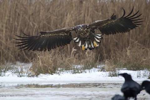 White-tailed Eagle (Haliaeetus albicilla) flying, Mecklenburg-Western Pomerania, Germany