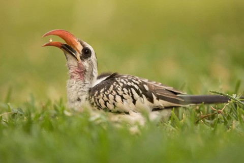 Western Red-billed Hornbill (Tockus kempi) eating peanut, Gambia