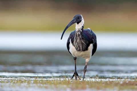 Straw-necked Ibis (Threskiornis spinicollis), Victoria, Australia