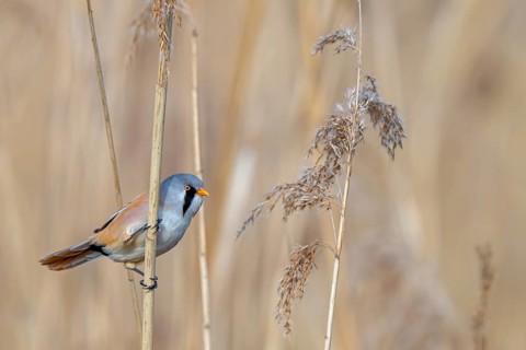 Bearded reedling, bearded tit (Panurus biarmicus) adult male perched on reed stem while foraging