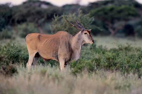 Eland (Taurotragus oryx), adult, alert, foraging, Mokala National Park, Northern Cape, South Africa