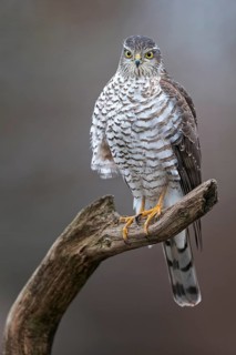 Eurasian Sparrowhawk (Accipiter nisus) female perched on a branch, Saxony-Anhalt, Germany