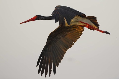 Black Stork (Ciconia nigra) flying, Greece