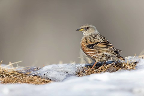 Alpenbraunelle, Alpine Accentor, Prunella collaris, Accenteur alpin, Acentor Alpino