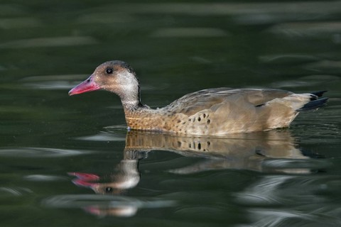 Brazilian Teal (Amazonetta brasiliensis), Arizona, USA