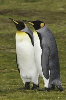 King Penguin (Aptenodytes patagonicus), Falkland Islands