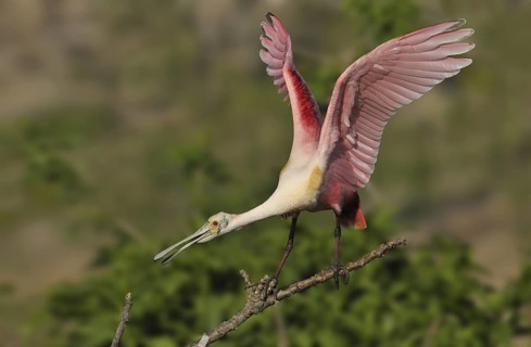Roseate Spoonbill (Platalea ajaja), Texas, USA