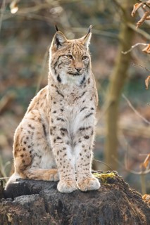 Eurasian lynx (Lynx lynx), in a forest, captive, Bavaria, Germany