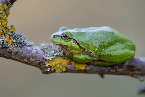 European tree frog (Hyla arborea), Zandvort, Netherlands