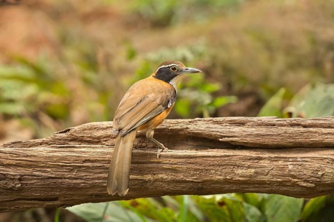 Greater Necklaced Laughingthrush (Garrulax pectoralis), Yunnan, China