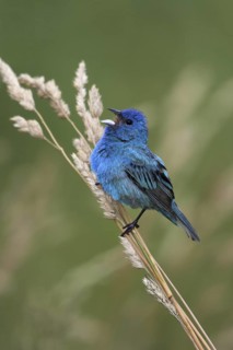 Indigo Bunting (Passerina cyanea) male, Ontario, Canada
