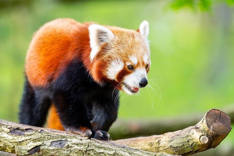 Red panda (Ailurus fulgens) walking on a tree, Germany