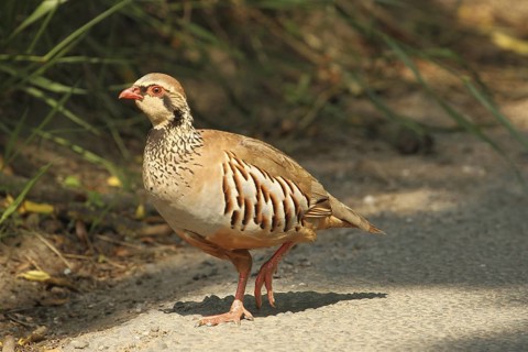 Red-legged Partridge (Alectoris rufa), Yorkshire Dales, United Kingdom