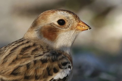 Snow Bunting (Plectrophenax nivalis), Schleswig-Holstein, Germany