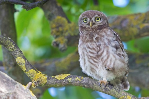 Little owl, (Athene noctua), animals, birds, owls, family of owls, Plateau Oberflörsheim, district