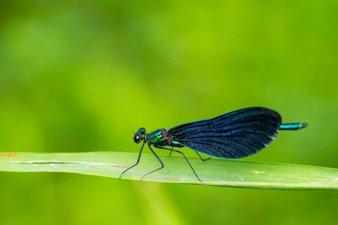 Beautiful demoiselle (Calopteryx virgo) damselfly sitting on a blade of grass, Bavaria, Germany
