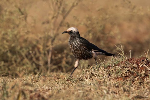 White-crowned Starling (Lamprotornis albicapillus) perched on the ground, Oromia, Ethiopia