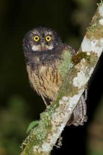 White-throated Screech Owl (Megascops albogularis) perched on a branch in the Andes Mountains of