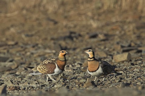 Pin-tailed Sandgrouse (Pterocles alchata), Extremadura, Spain