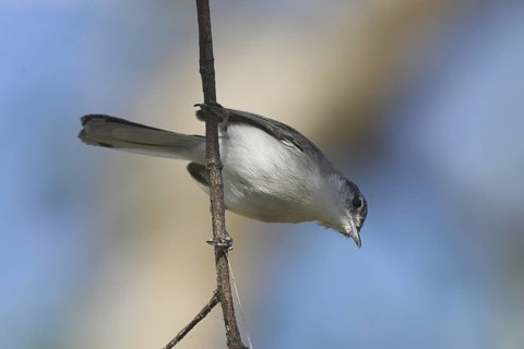 White-lored Gnatcatcher (Polioptila albiloris), Costa Rica