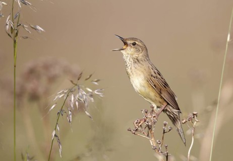 Common Grasshopper Warbler (Locustella naevia) singing, Mecklenburg-Western Pomerania, Germany