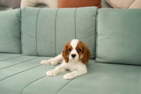 A Cavalier King Charles Spaniel puppy relaxes on a soft green sofa at home, surrounded by cozy