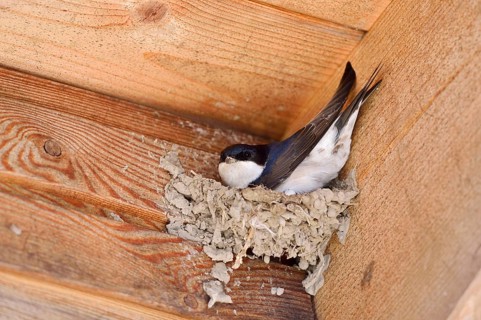 House martin (Delichon urbicum) building a nest, Schleswig-Holstein, Germany