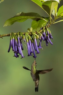 Mountain Velvetbreast (Lafresnaya lafresnayi) flying while feeding at a flower in Ecuador