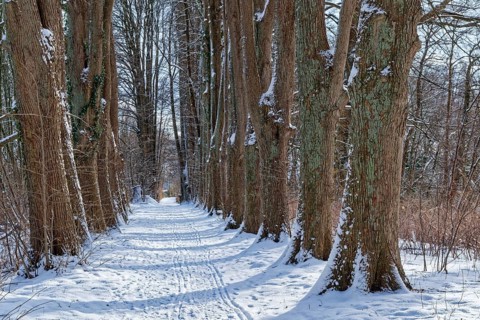 Snow-covered trees on the bridge tour, a hiking trail around Lake Kirchensee, in the UNESCO