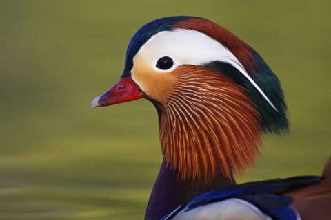 Mandarin Duck (Aix galericulata) male