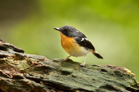 Rufous-chested Flycatcher (Ficedula dumetoria) male, Selangor, Malaysia