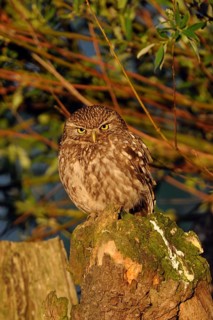 Little Owl (Athene noctua) perched on a tree trunk, North Rhine-Westphalia, Germany